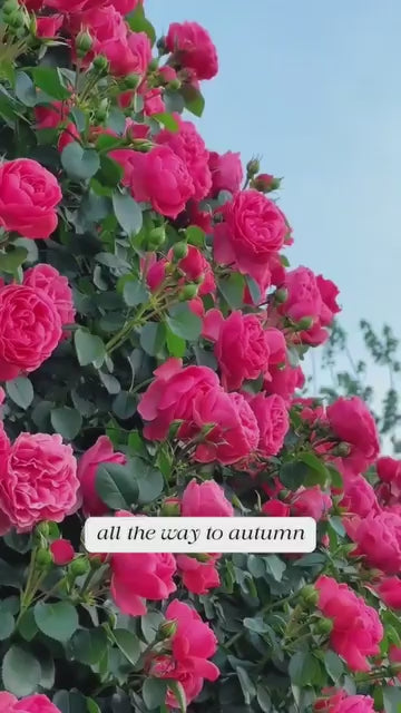 Elegant Climbing Rose Flower Seeds